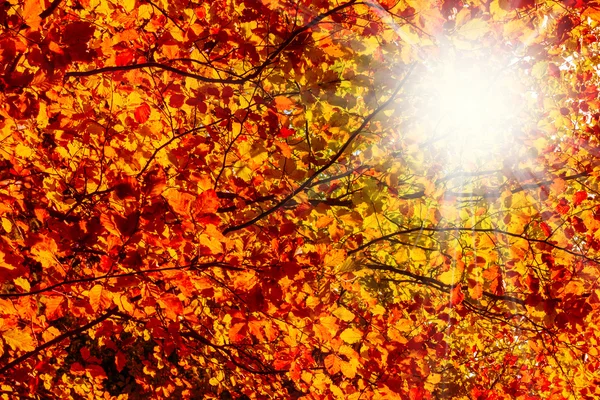 Raggi di sole attraverso foglie di faggio colorate autunno — Foto Stock
