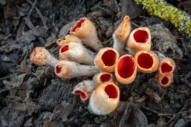 Mikrostoma çıkıntısı - inanılmaz yenilemez ve ilkbaharın başlarında nadir bulunan mantarlar bazen pembe kadehler olarak adlandırılır. Çek Cumhuriyeti, Avrupa.