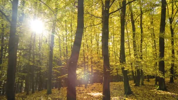 Sole in autunno foresta colorata con brillamento lente in movimento e particelle volanti — Video Stock