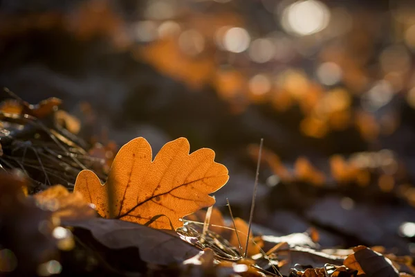 Detail aus sonnigem Herbstwald — Stockfoto