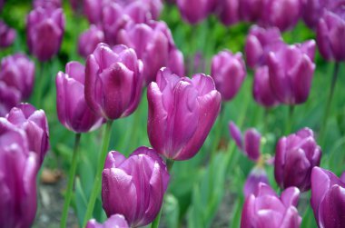 menekşe Lale çiçek flowerbed parkta çok