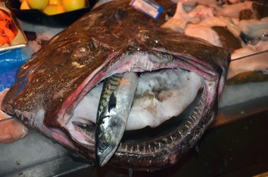 yerel balık pazarı masasında büyük ağız ve küçük balık ile çirkin balık