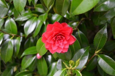 Kırmızı çiçekli çiçek Kamelya detay fotoğraf