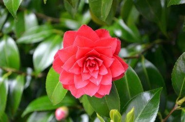 Kırmızı çiçekli çiçek Kamelya detay fotoğraf