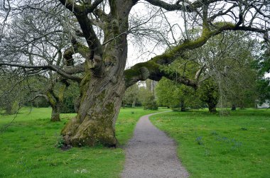 eski ağaç ve Blarney kale manzara yolu