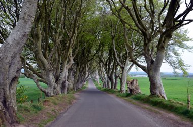 yol kayın ağaçlarının koyu Hedges streç