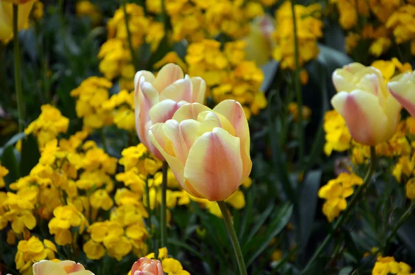 春の開花の黄色いチューリップのカラフルな写真 — ストック写真