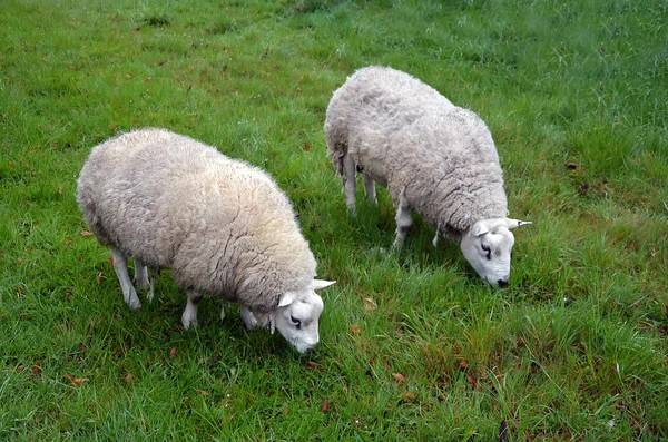 Pareja de ovejas alimentando hierba en la naturaleza — Foto de Stock