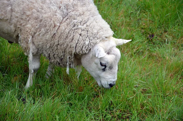 Cabeça de pastoreio ovelhas brancas e grama verde fotografia — Fotografia de Stock