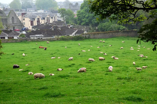 Rebanho de ovelhas alimentando grama na natureza — Fotografia de Stock