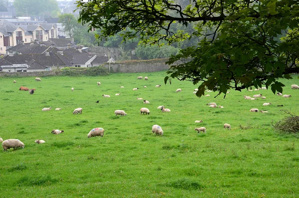 Lote de ovelhas alimentando grama na natureza — Fotografia de Stock