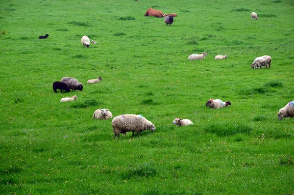 Veel schapen voederen van gras in de natuur — Stockfoto