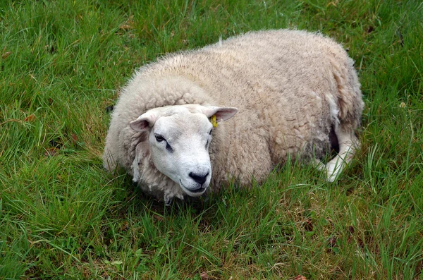 Одна вівця лежить на траві фотографія — стокове фото