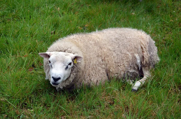 Ovelha branca deitada na grama verde fotografia — Fotografia de Stock