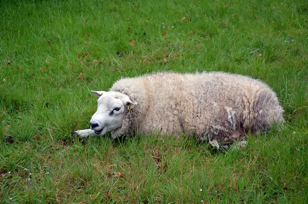 Mouton blanc fatigué couché sur herbe verte photographie — Photo