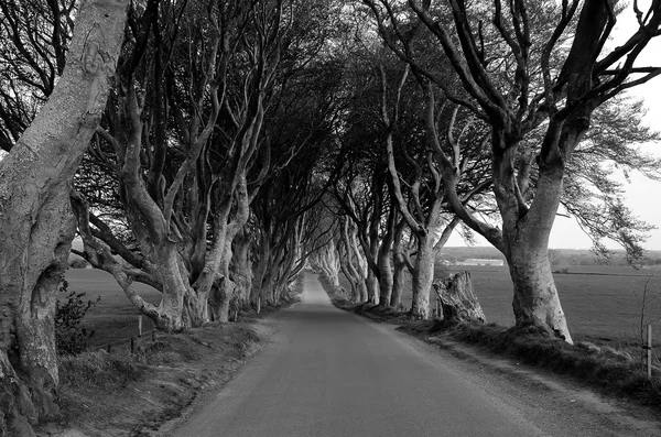Темная дорога и фотография деревьев в натуральную величину — стоковое фото