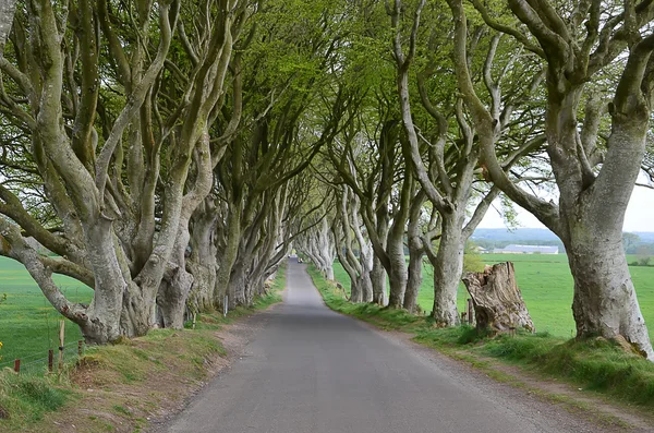 В Ирландии темнеют старые буковые деревья и дороги — стоковое фото