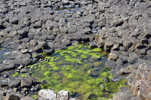 Parte de la Calzada Gigante con algas entre rocas y ver en Irlanda — Foto de Stock