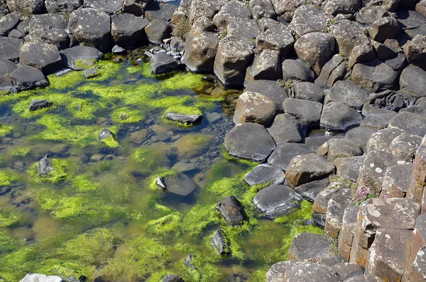 Parte de la Calzada Gigante con rocas y algas en el agua en Irlanda — Foto de Stock