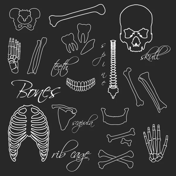 Menschliche Knochen weiße Umrisssymbole auf Tafel Eps10 — Stockvektor