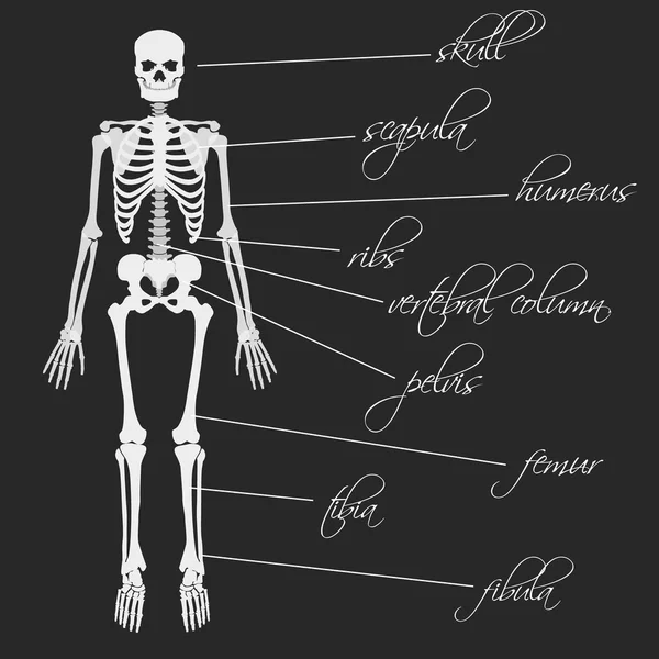 Esqueleto de huesos humanos blancos con descripción eps10 — Archivo Imágenes Vectoriales