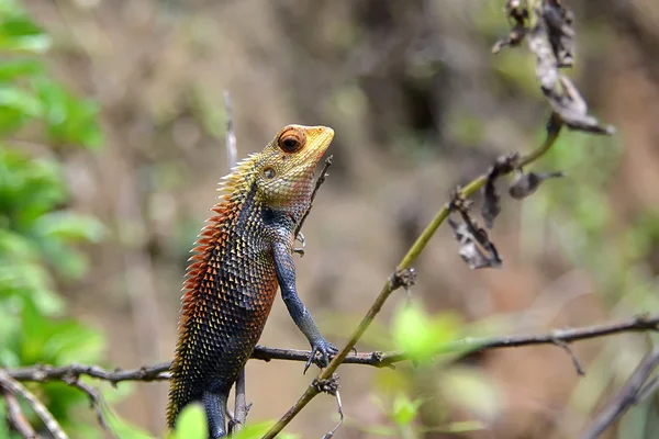 Pouco camaleão cor sentado e assistindo a natureza — Fotografia de Stock