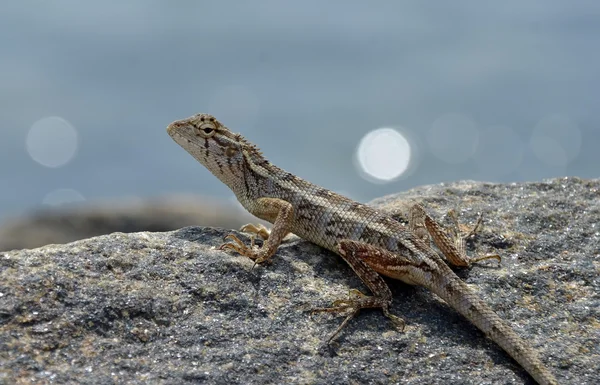 Pequeno lagarto na rocha assistindo na natureza detalhe foto — Fotografia de Stock