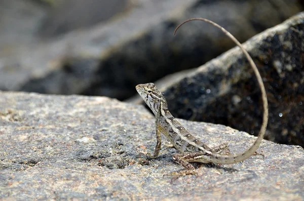 Pequeno lagarto na rocha na natureza — Fotografia de Stock