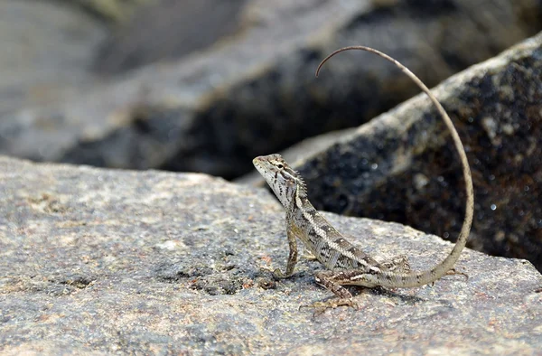 Pequeno lagarto com cauda longa na rocha na natureza detalhe foto — Fotografia de Stock