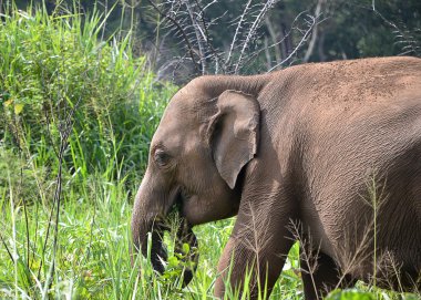 fil baş doğa yeşil çim besleme