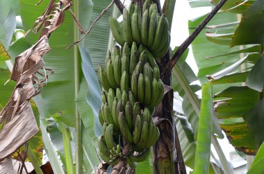 palmiye ağacı resmi için büyüyen yeşil muz