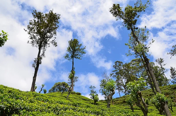 Natureza beleza paisagem com plantação de chá e céu azul — Fotografia de Stock