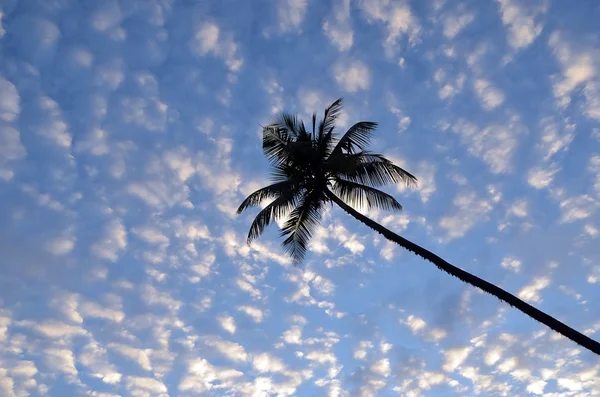 Nuvoloso tramonto cielo blu con palma in riva al mare — Foto Stock