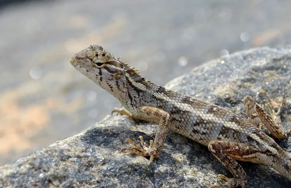 Pequeno lagarto na rocha na natureza detalhe foto — Fotografia de Stock