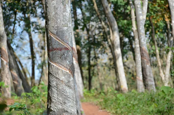 Gumtree en bosque tropical cosechando caucho natural — Foto de Stock