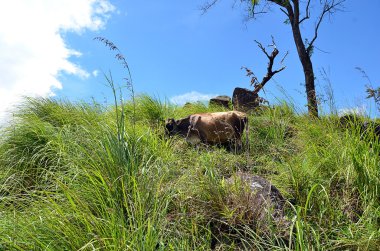 hill ve mavi gökyüzü çimlere saklanıyor inek