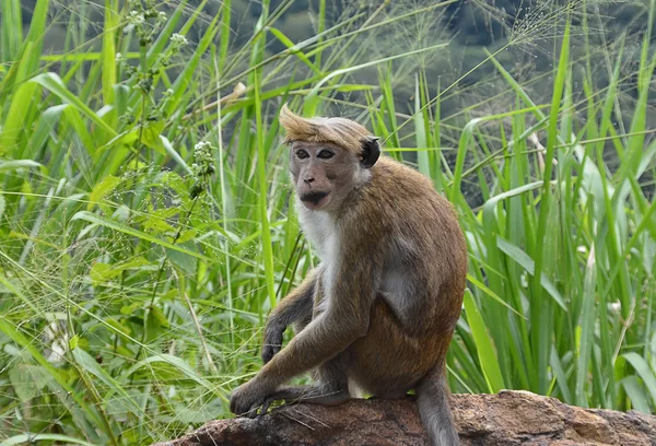 坐在路旁的一个朋克小猴子 — 图库照片