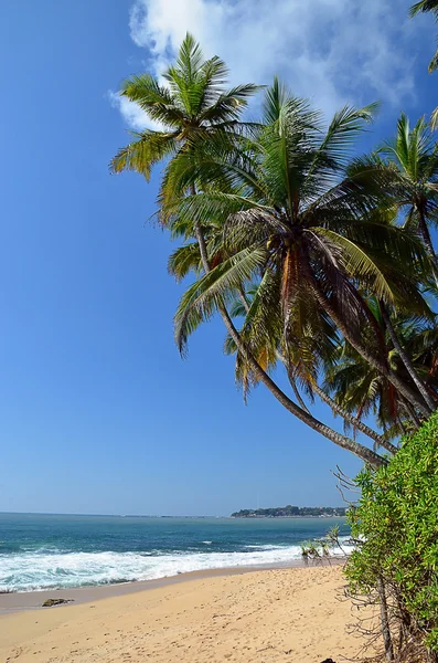 Palmeras en la playa de arena y el cielo azul junto al mar — Foto de Stock