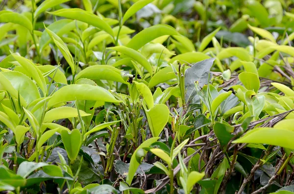 Planta de chá folha verde crescente foto — Fotografia de Stock
