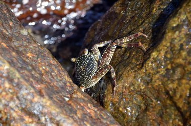denizin kenarında kayanın üzerine büyük Yengeç