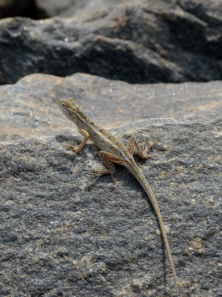 Pequeno lagarto na rocha na natureza detalhe vertical foto — Fotografia de Stock