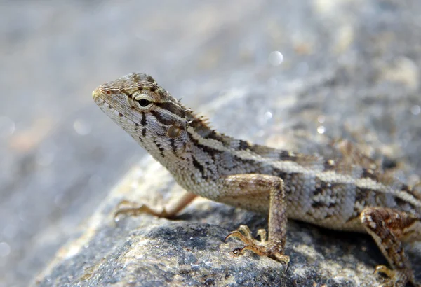 Pequeno lagarto na rocha na natureza detalhe macro foto — Fotografia de Stock