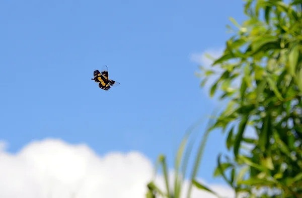 Weinig kleur vlinder vliegen op blauwe hemel — Stockfoto