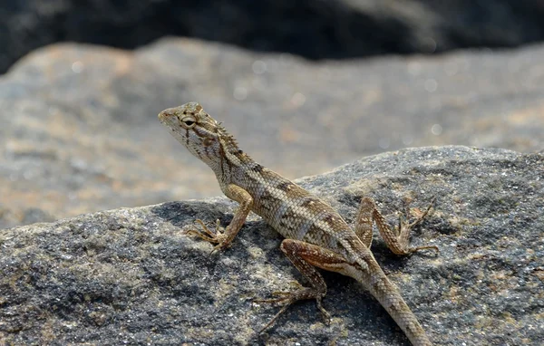 Pequeno lagarto olhando ao redor sobre a rocha na natureza detalhe foto — Fotografia de Stock