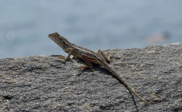Pequeno lagarto na rocha perto da foto detalhe mar — Fotografia de Stock