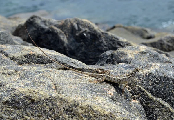 Pequeno lagarto sentado na rocha na natureza detalhe foto — Fotografia de Stock