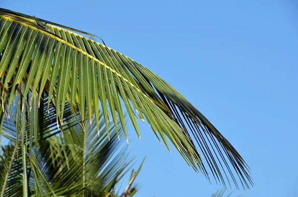 Blue sky with green big palm leaf detail photo — Stock Photo, Image