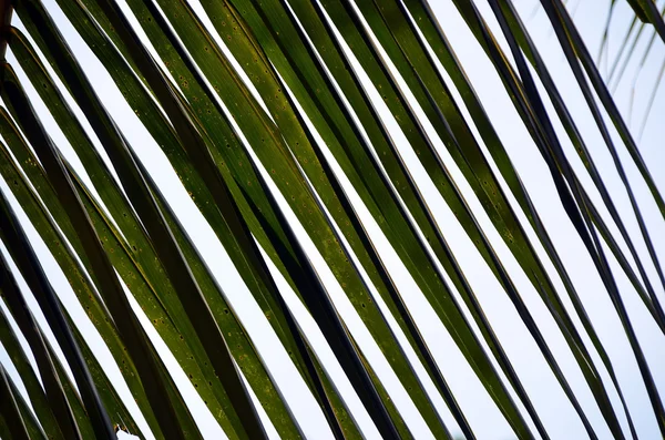 Grün großes Palmblatt Detail Foto und blauer Himmel — Stockfoto