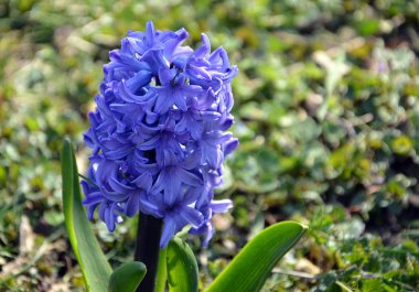 doğa bahçesinde mavi güzellik çiçek