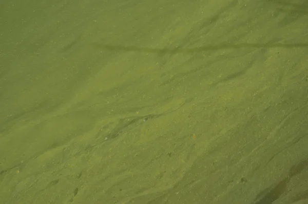 Superficie verde y desordenado de la foto del lago — Foto de Stock